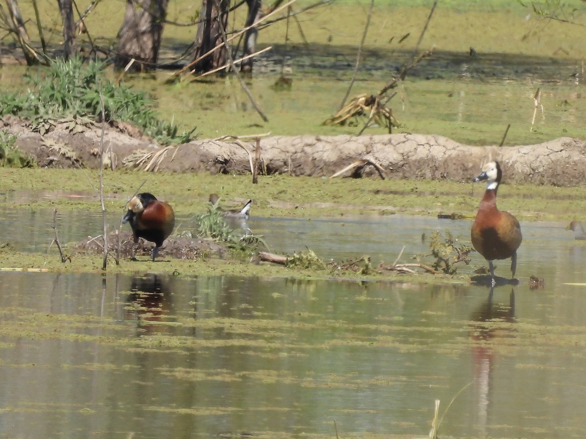 White-faced Whistling-Duck - ML623754421