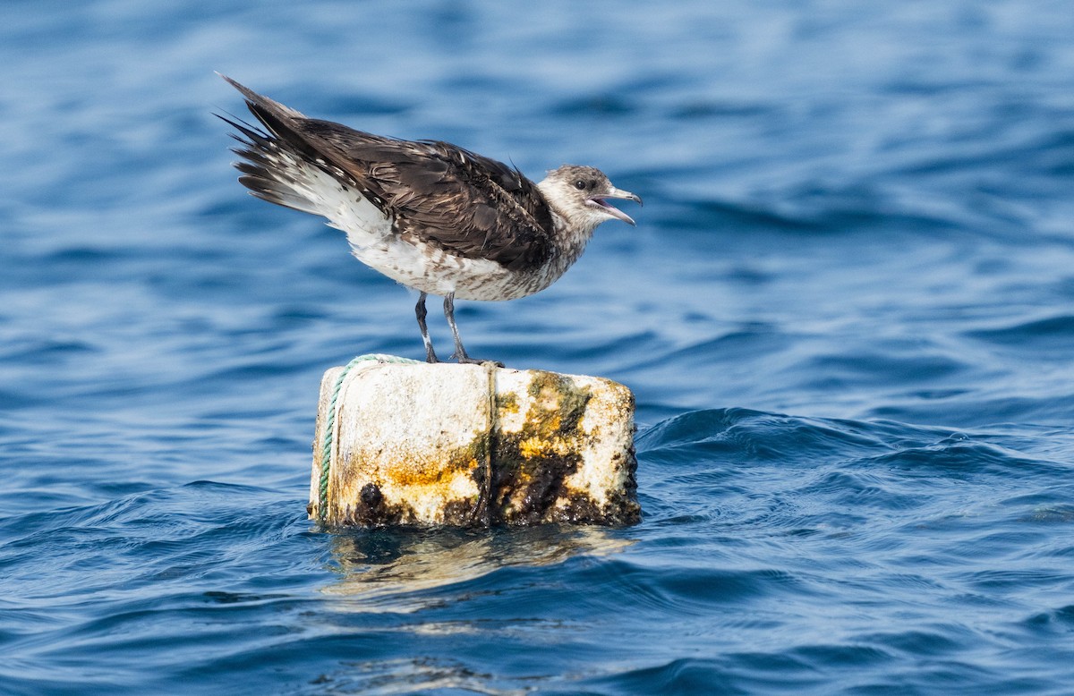 Long-tailed/Parasitic Jaeger - mariam alghafli