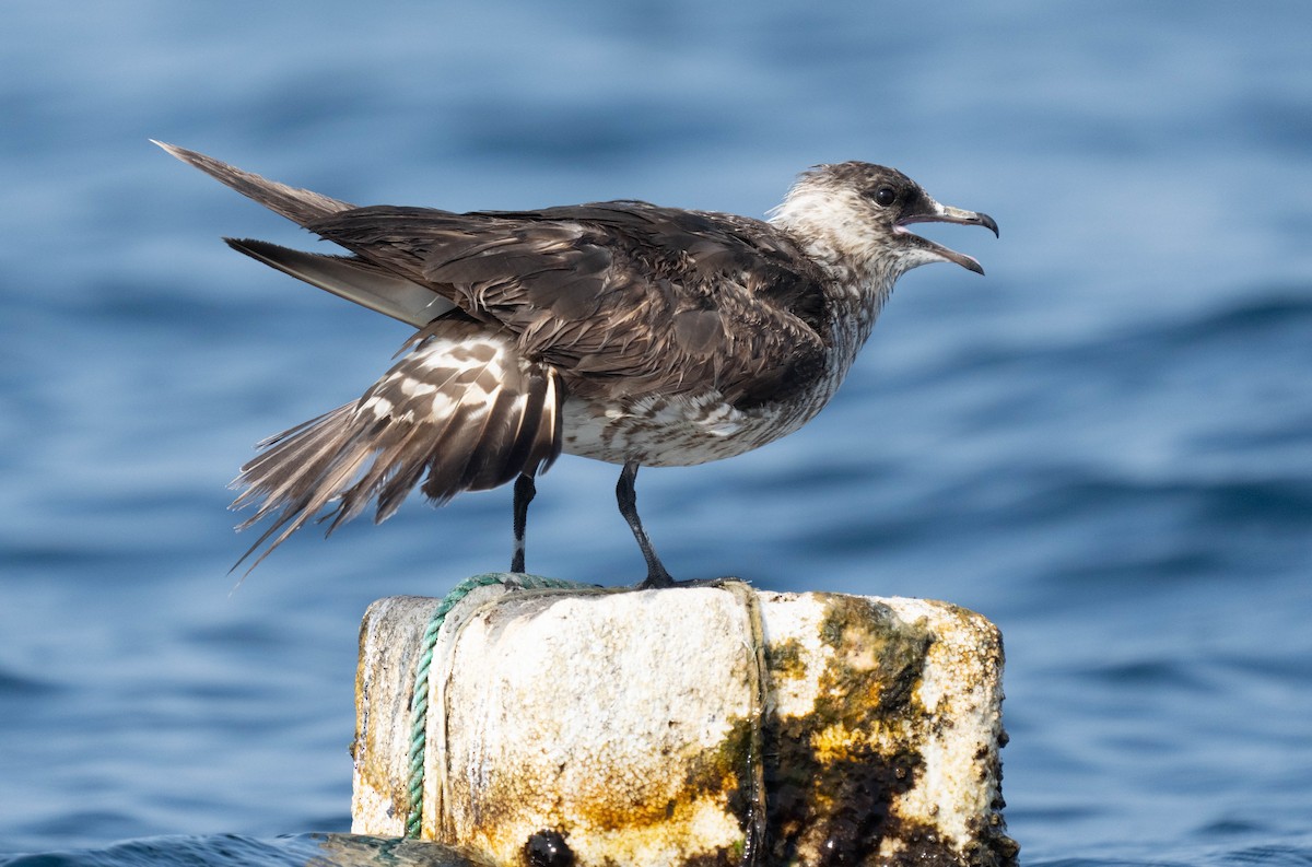 Long-tailed/Parasitic Jaeger - ML623754474