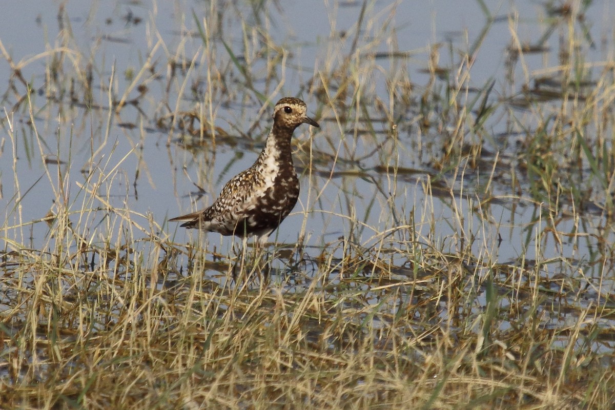 Pacific Golden-Plover - ML623754480