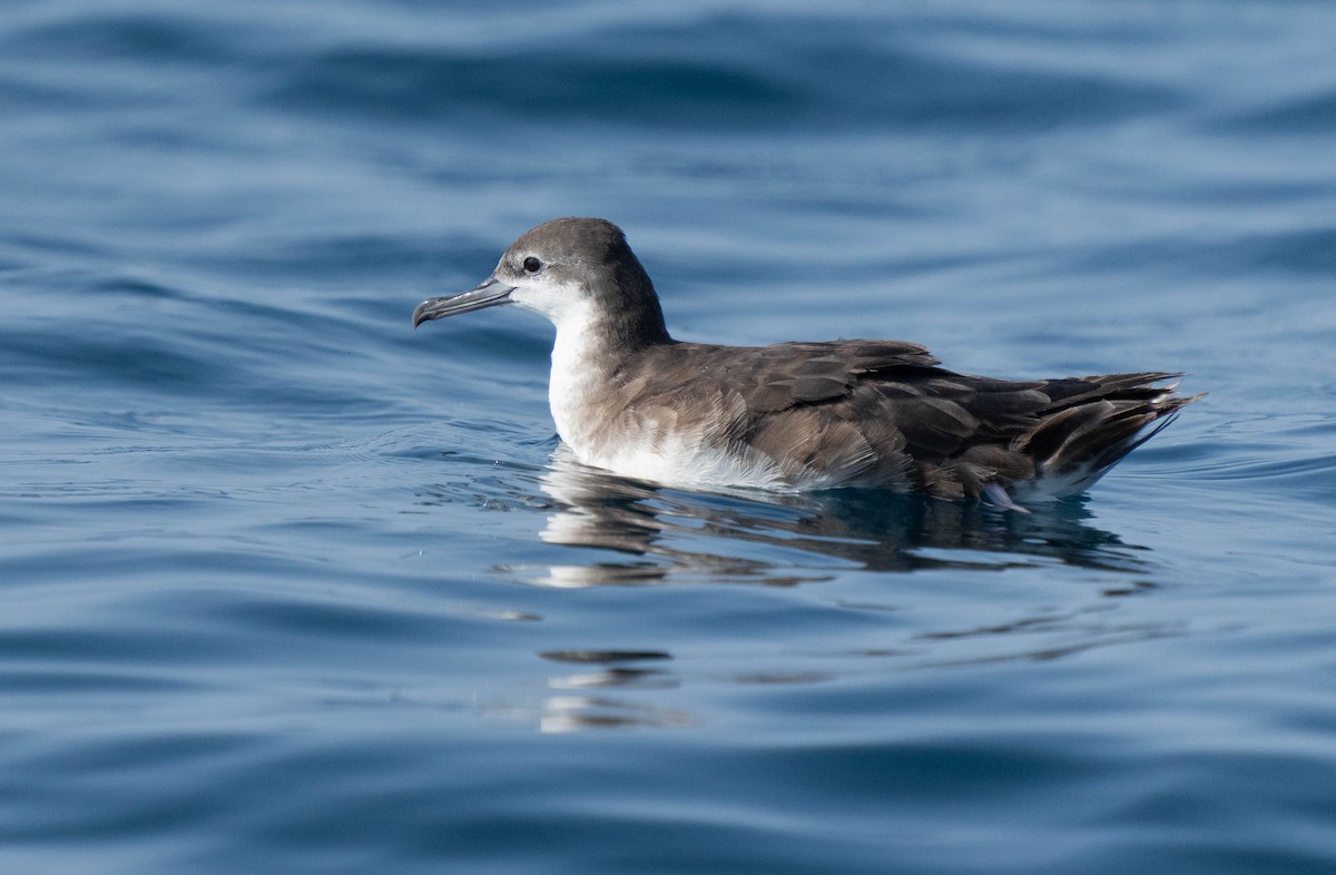 Persian Shearwater - mariam alghafli