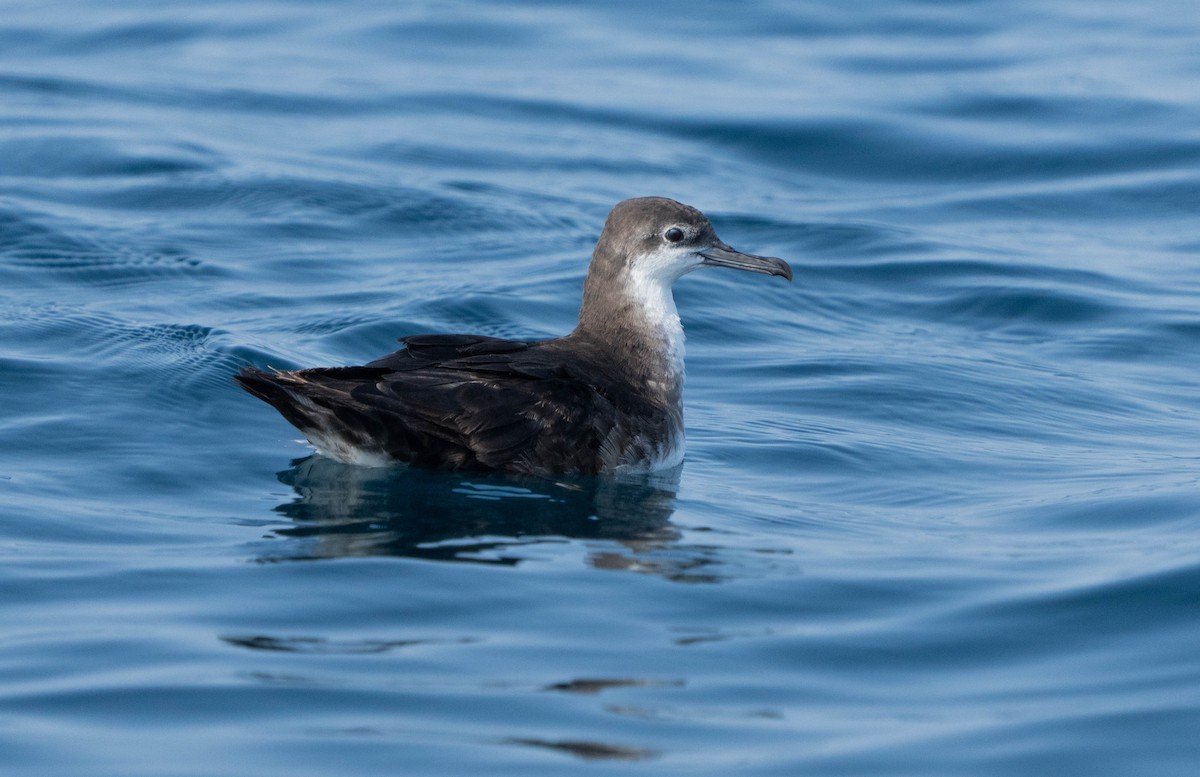 Persian Shearwater - ML623754486