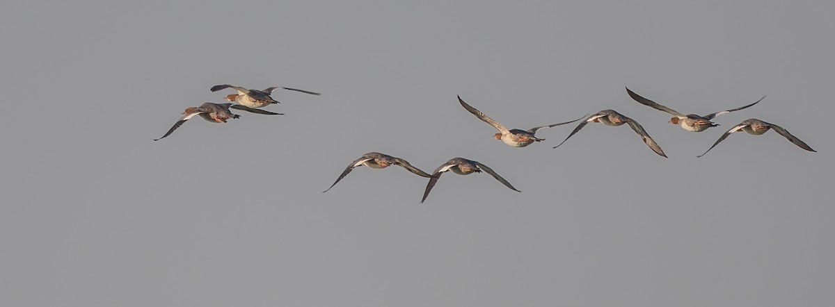 Common Merganser - ML623754555