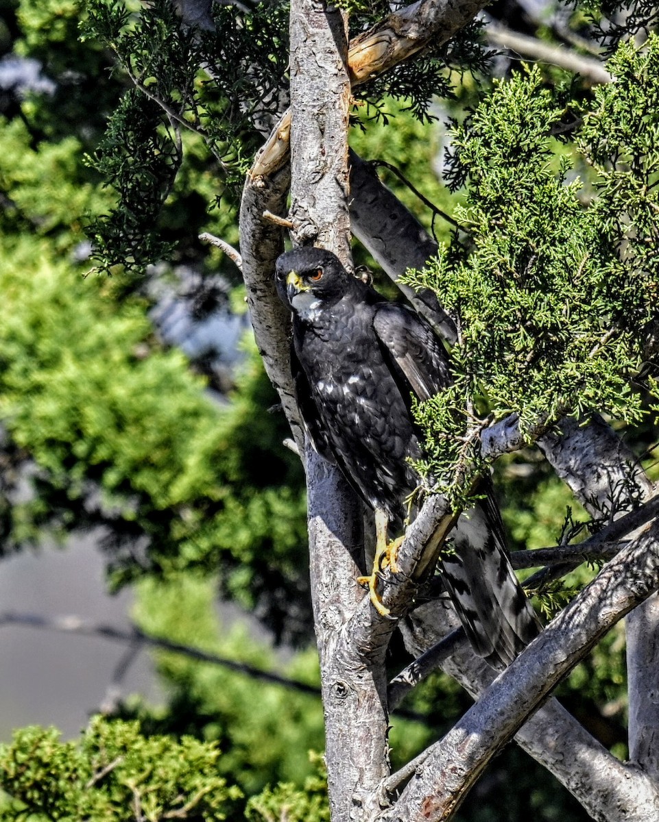 Black Goshawk - ML623754579