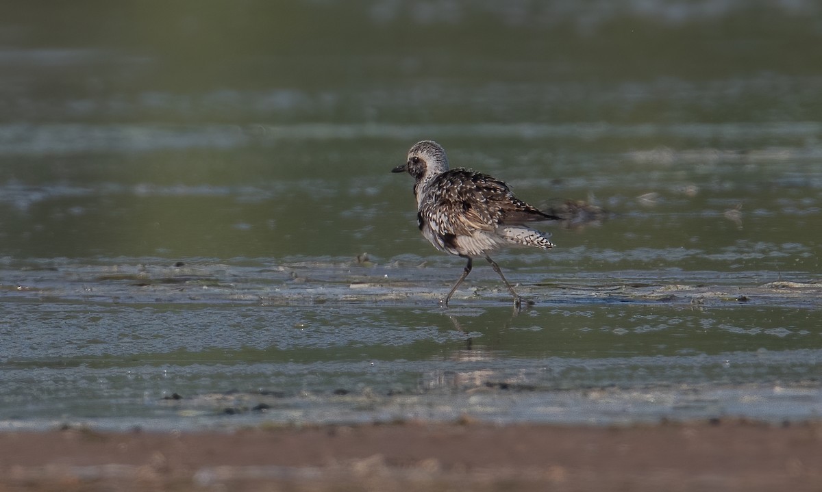 Black-bellied Plover - ML623754581