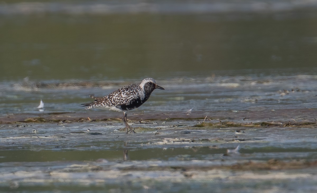 Black-bellied Plover - ML623754582