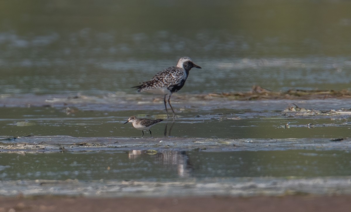 Semipalmated Sandpiper - ML623754610