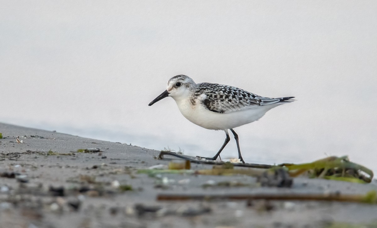 Sanderling - ML623754616