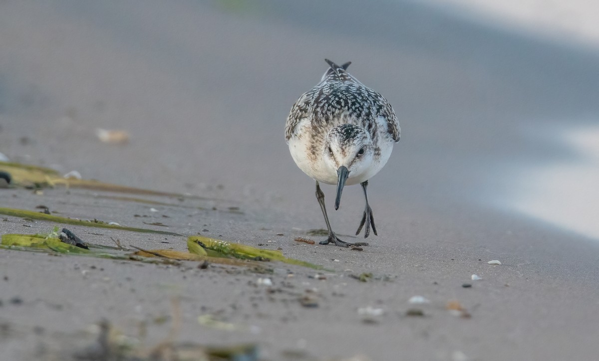 Sanderling - ML623754617