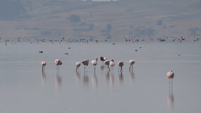 Chilean Flamingo - ML623754619