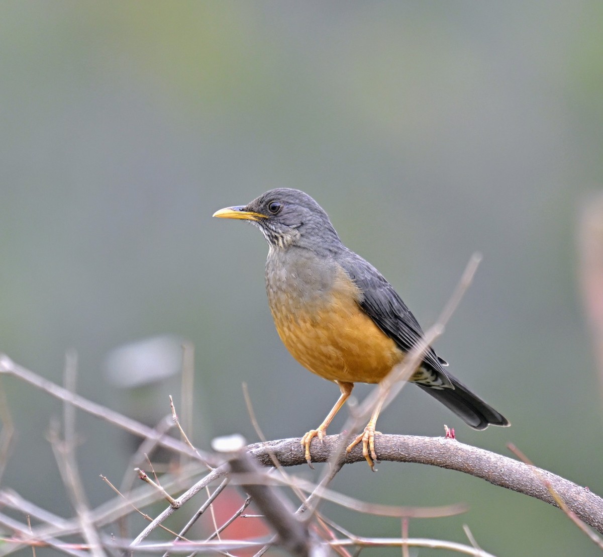 Olive Thrush - ML623754645