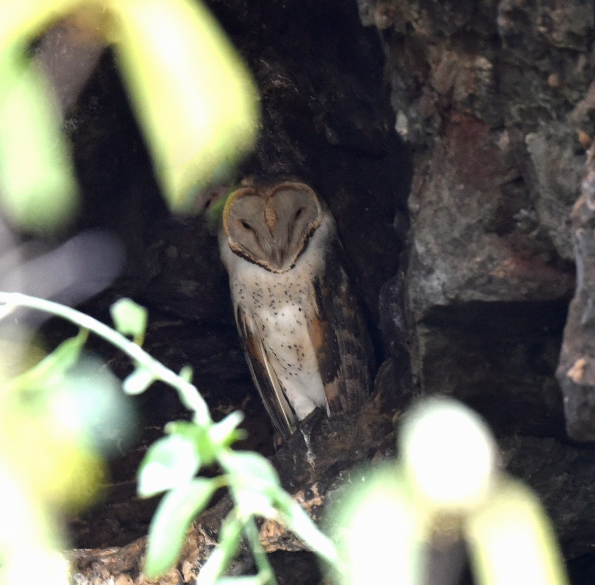 Barn Owl - ML623754646