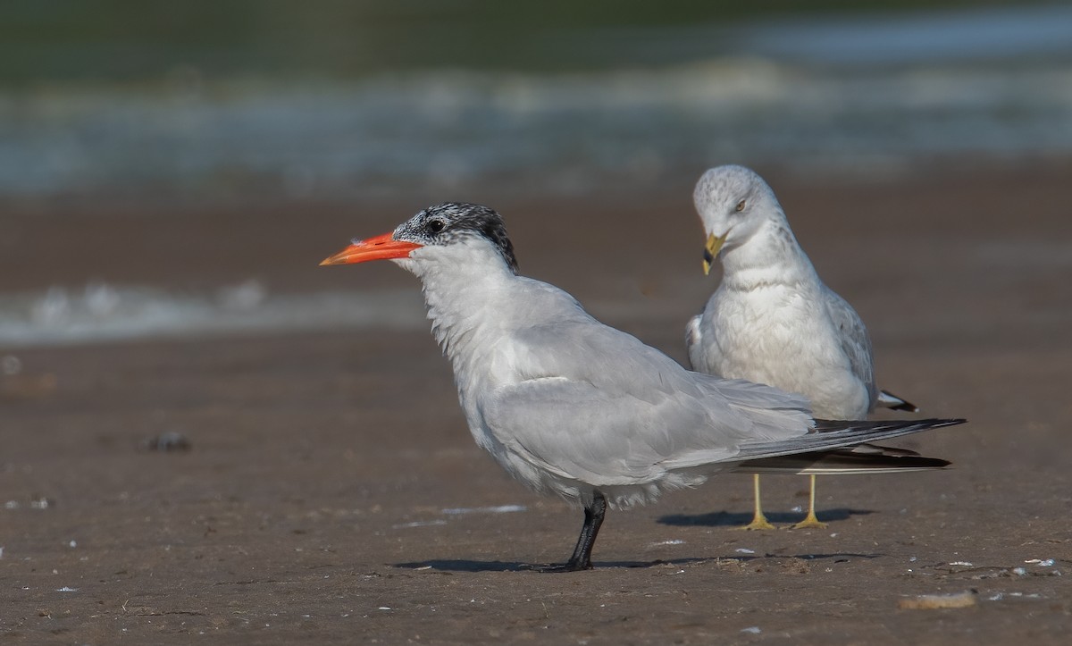 Caspian Tern - ML623754657