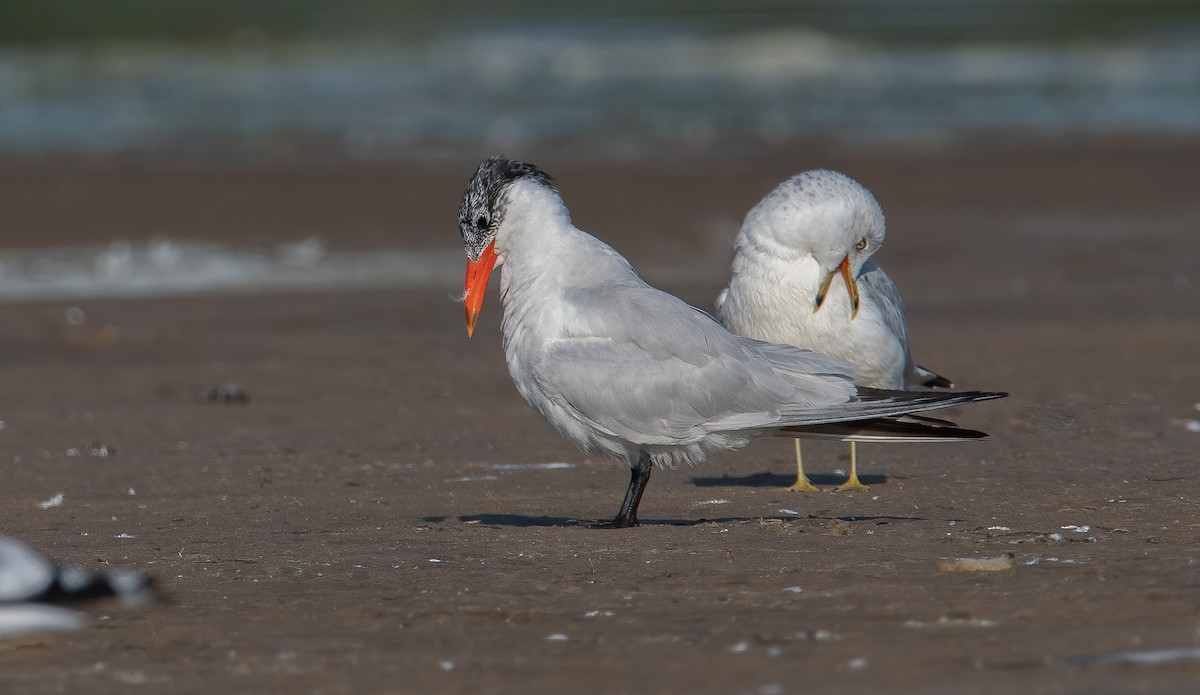 Caspian Tern - Sandy Podulka