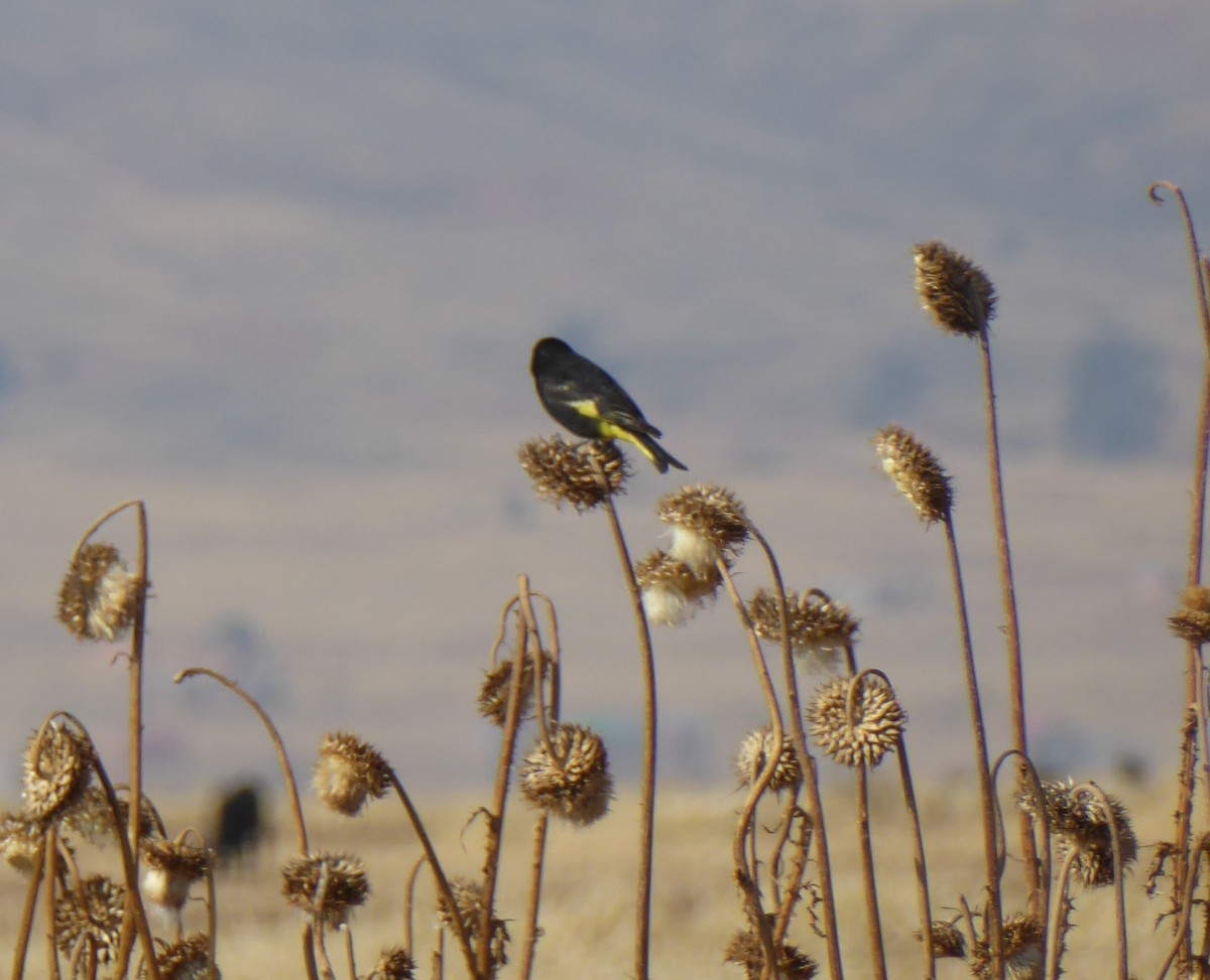 Black Siskin - ML623754663