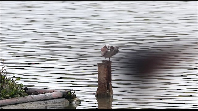 White-winged Tern - ML623754670