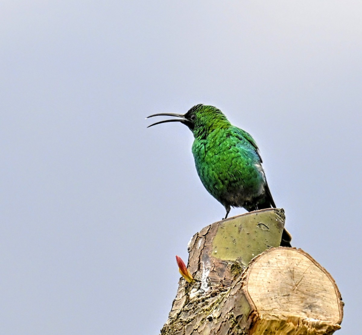 Malachite Sunbird - ML623754671