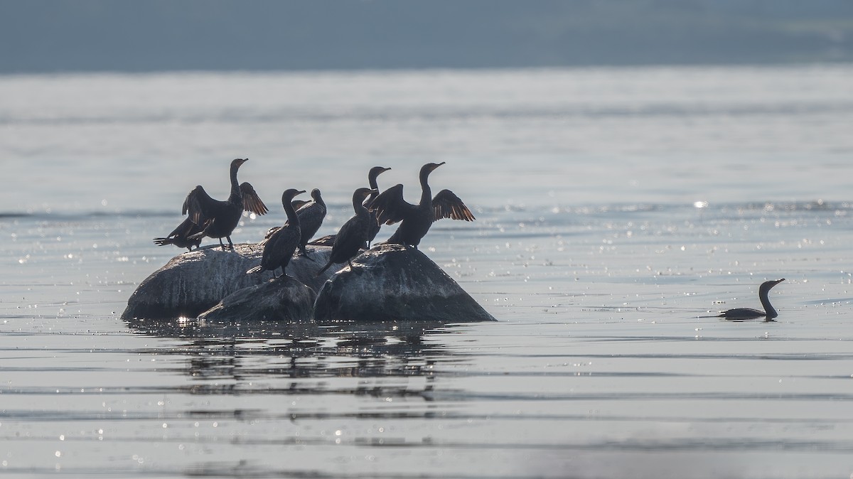 Double-crested Cormorant - ML623754673