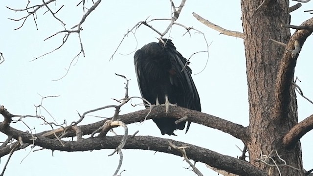 California Condor - ML623754675