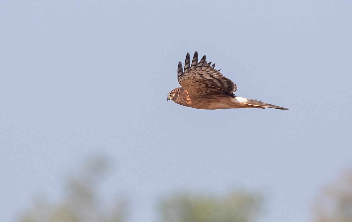 Northern Harrier - ML623754677