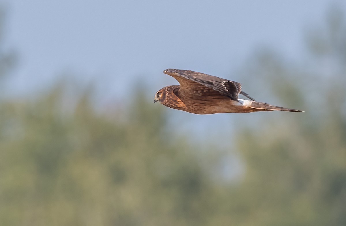 Northern Harrier - ML623754678