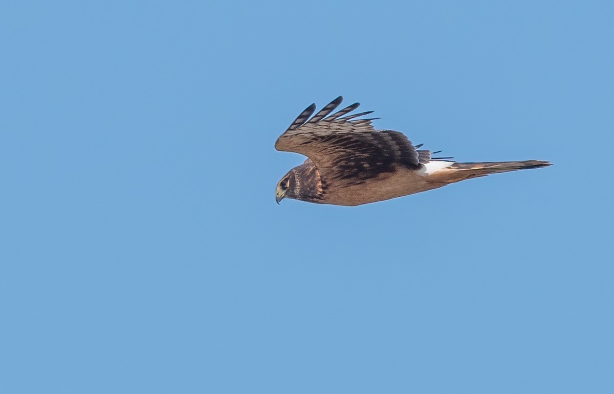 Northern Harrier - ML623754679