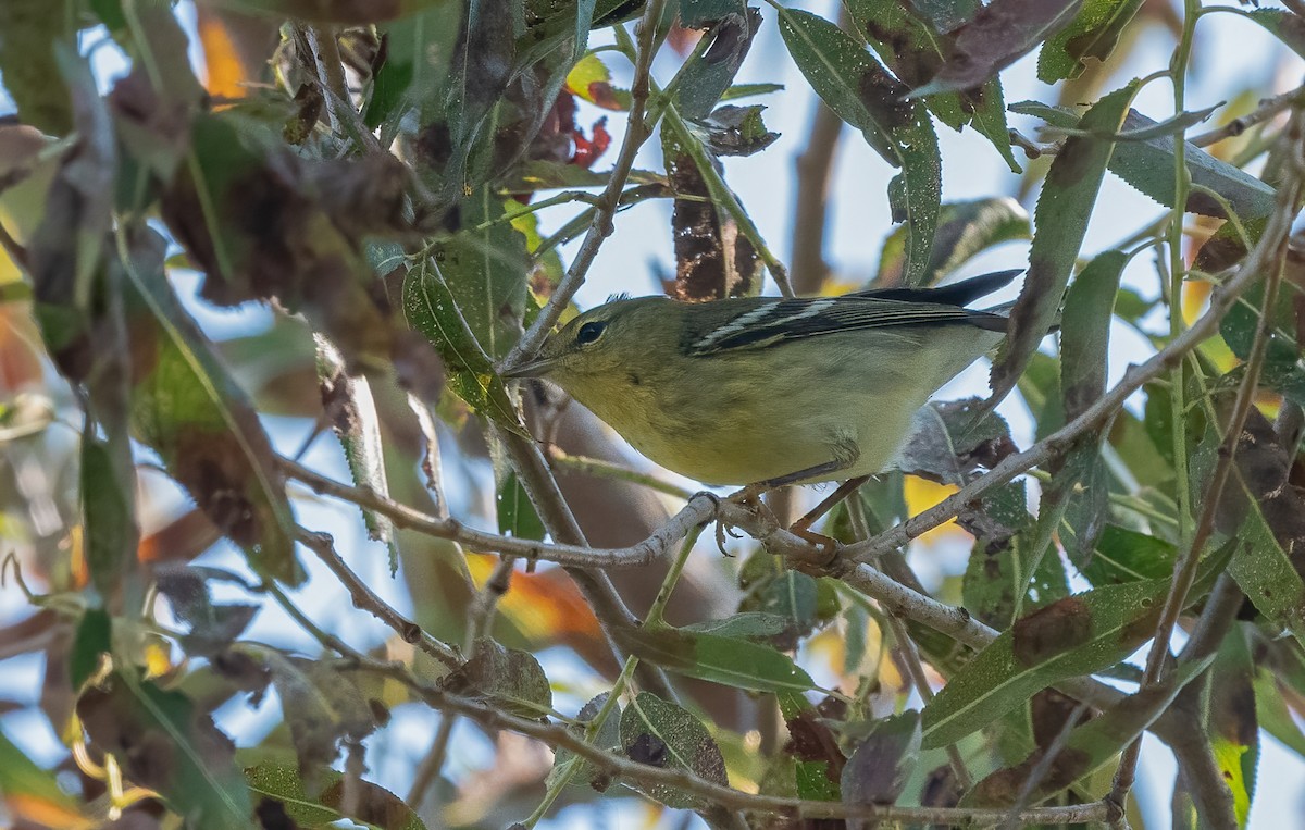 Blackpoll Warbler - ML623754710