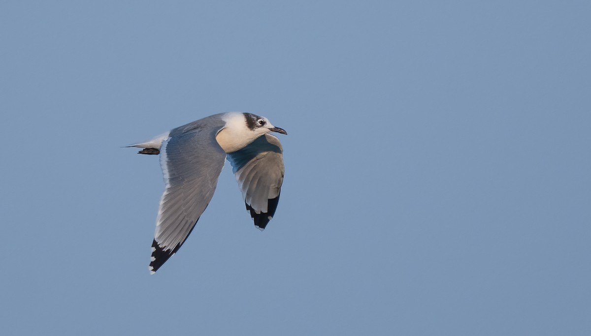 Franklin's Gull - ML623754730