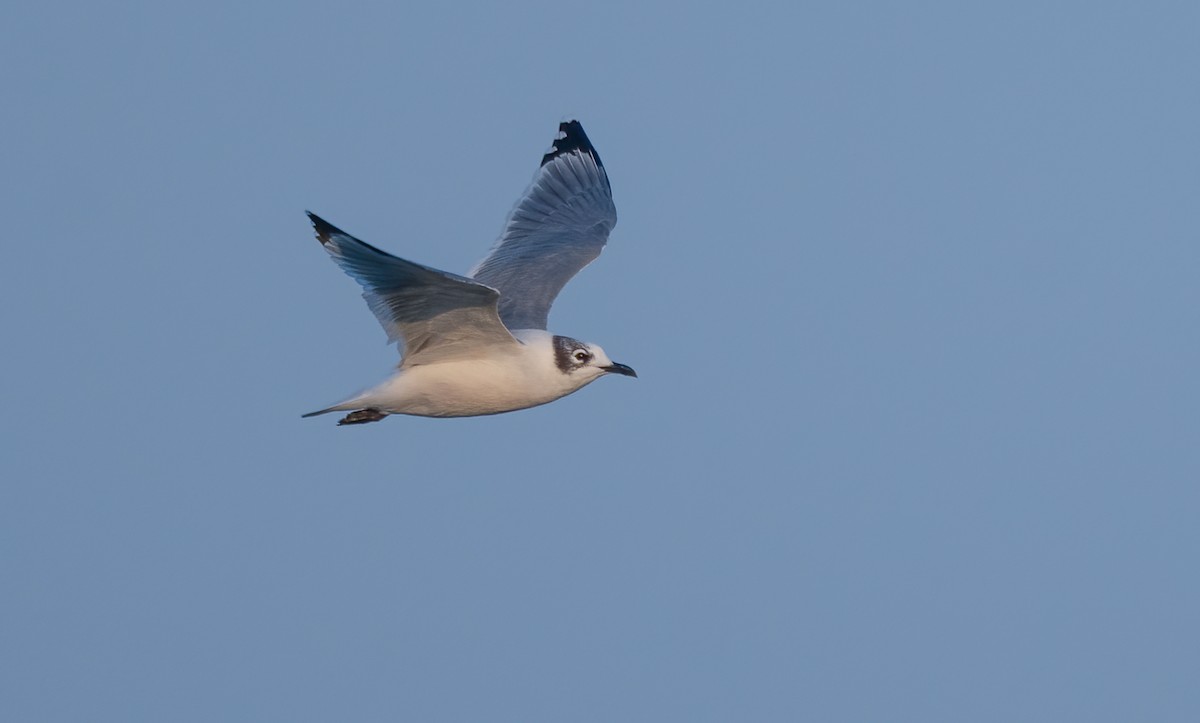 Franklin's Gull - ML623754732