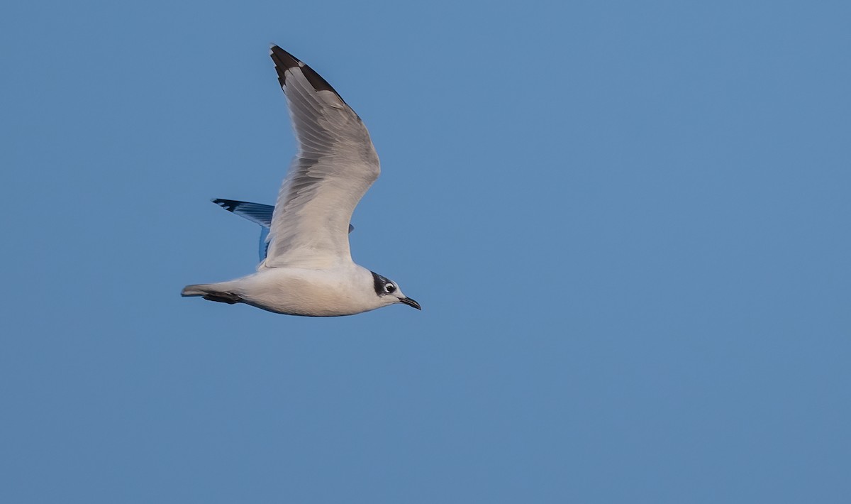 Franklin's Gull - ML623754733