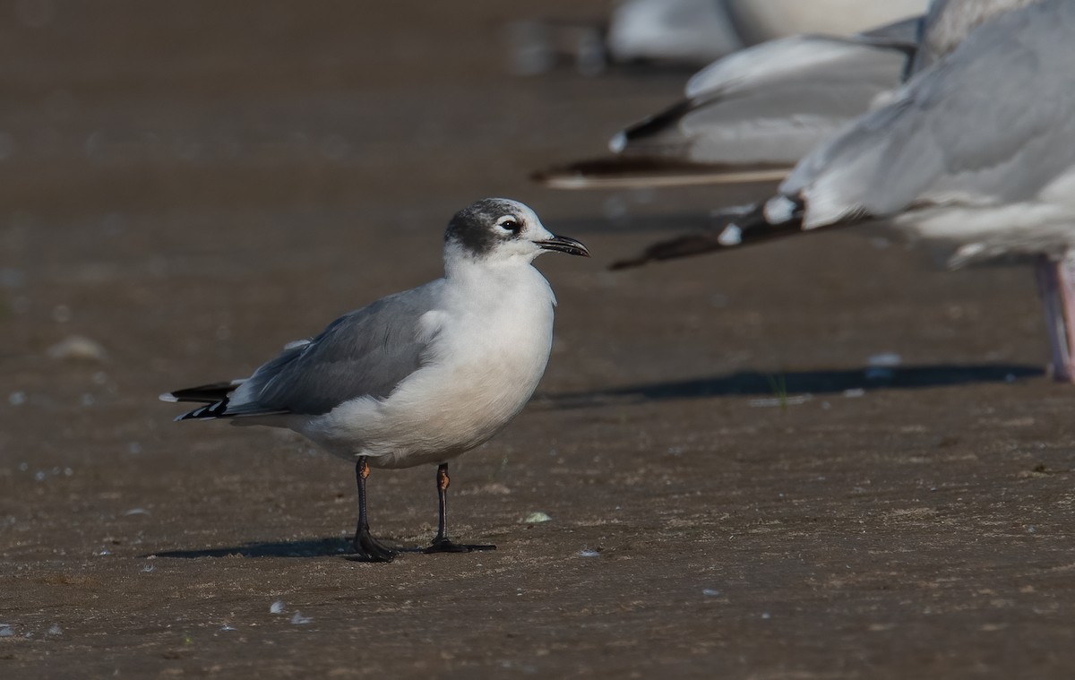 Franklin's Gull - ML623754738