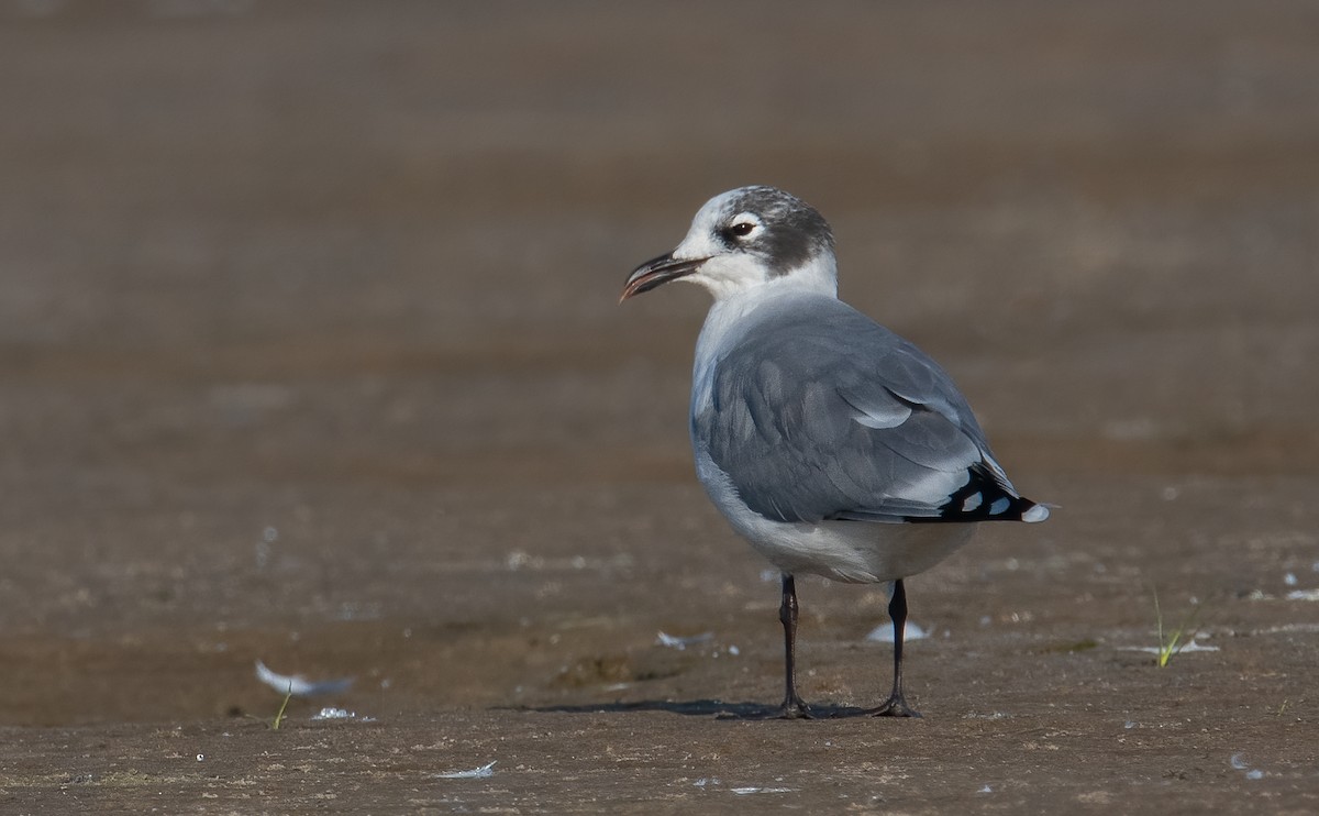 Franklin's Gull - ML623754740