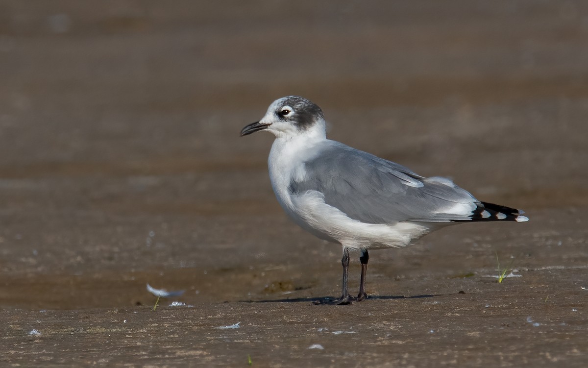 Franklin's Gull - ML623754745