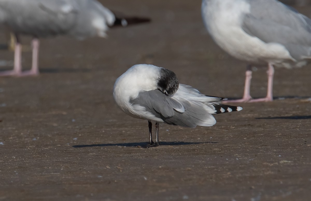 Franklin's Gull - ML623754767