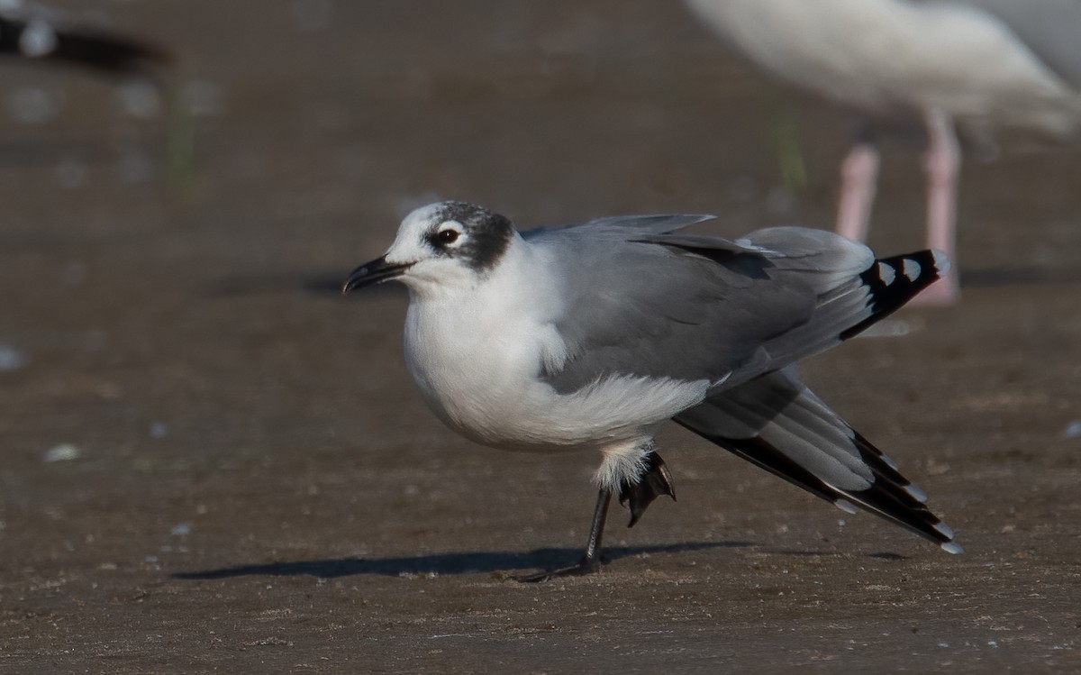 Franklin's Gull - ML623754771