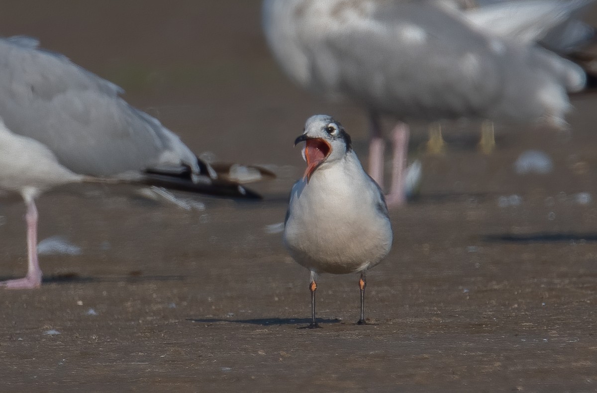 Franklin's Gull - ML623754780