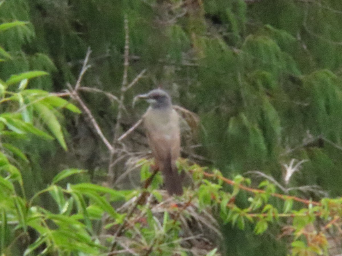 Brown-backed Solitaire - ML623754783