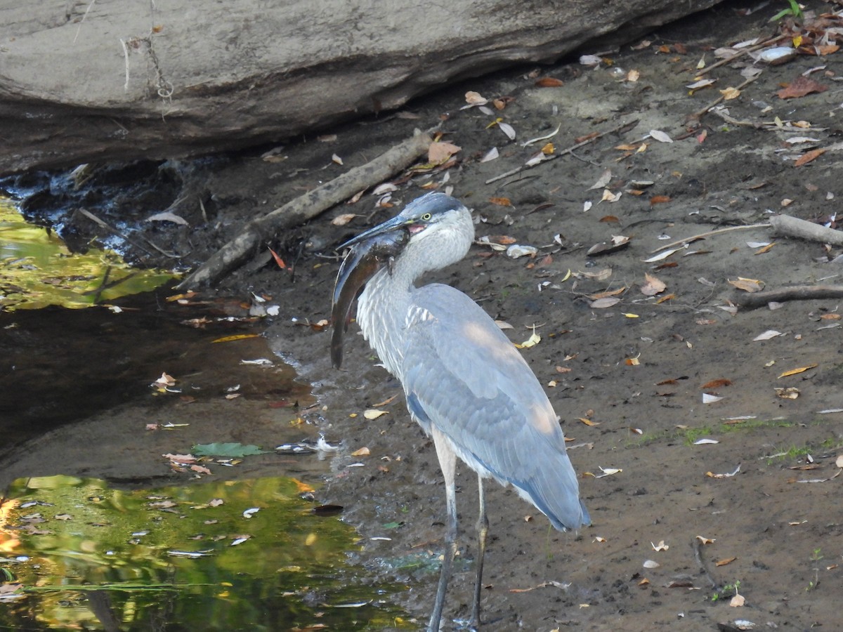 Great Blue Heron - ML623754786