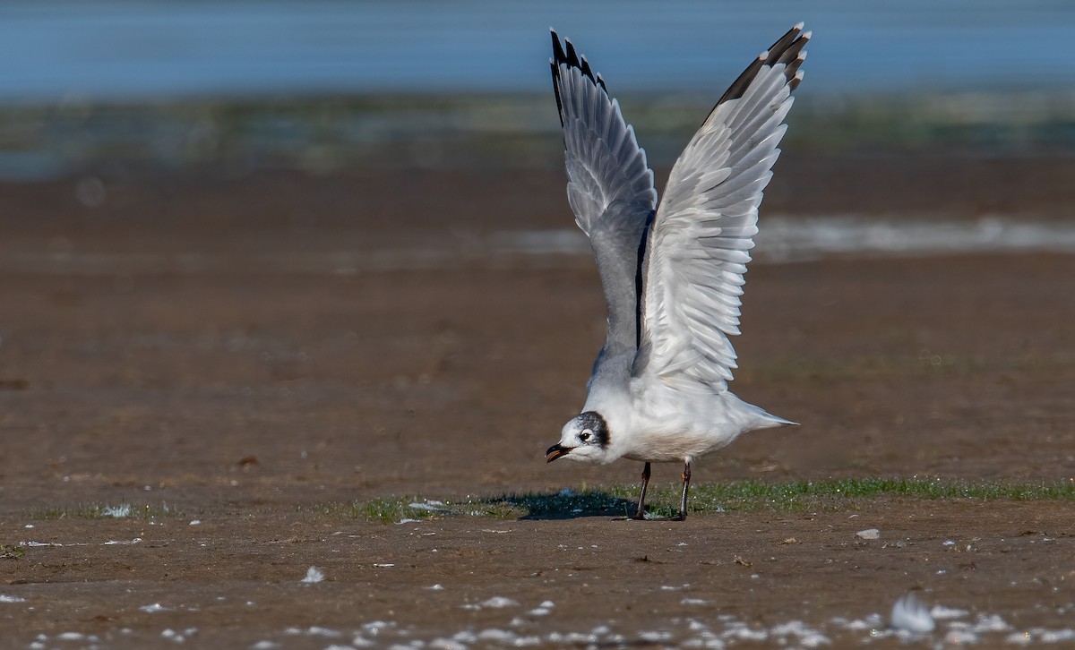 Franklin's Gull - ML623754788