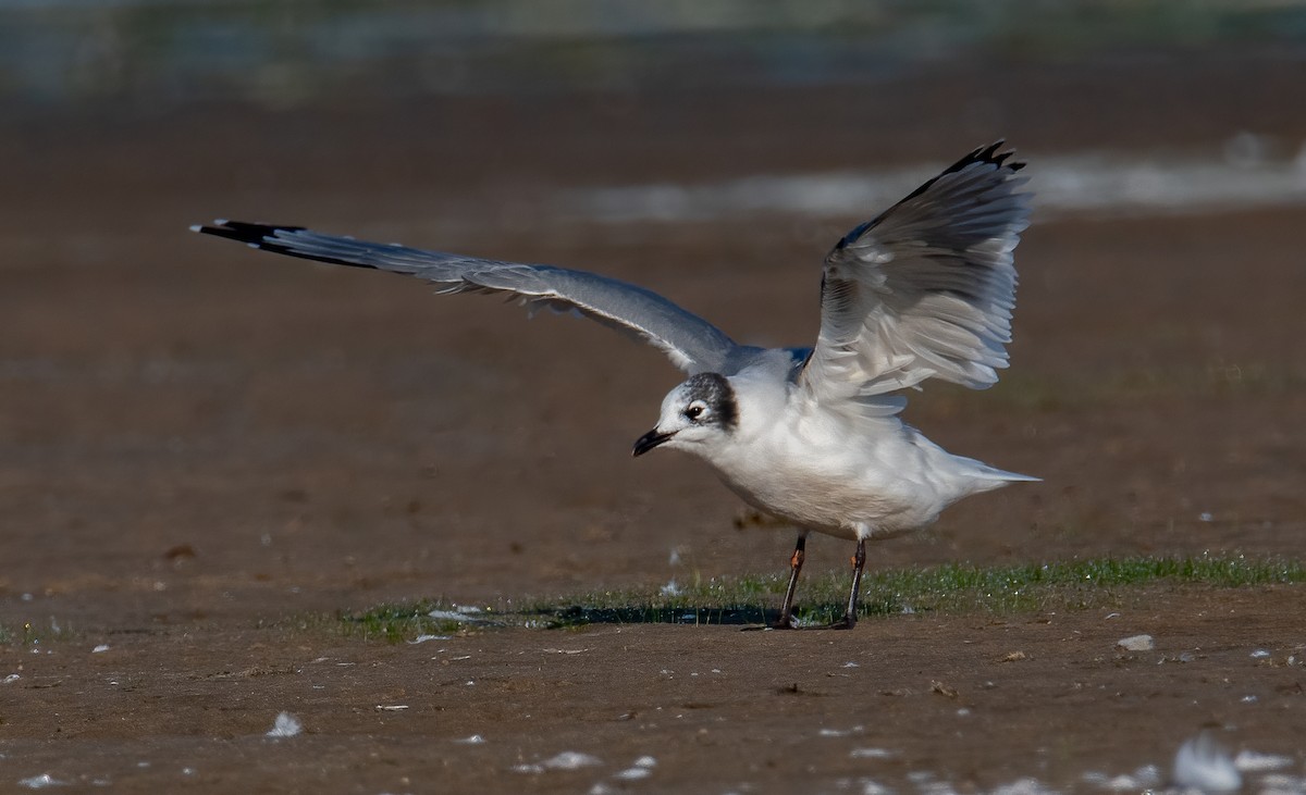 Franklin's Gull - ML623754792