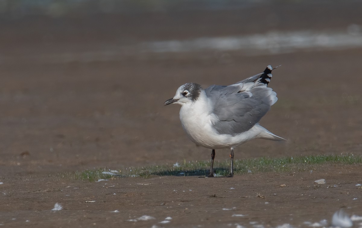 Franklin's Gull - ML623754793