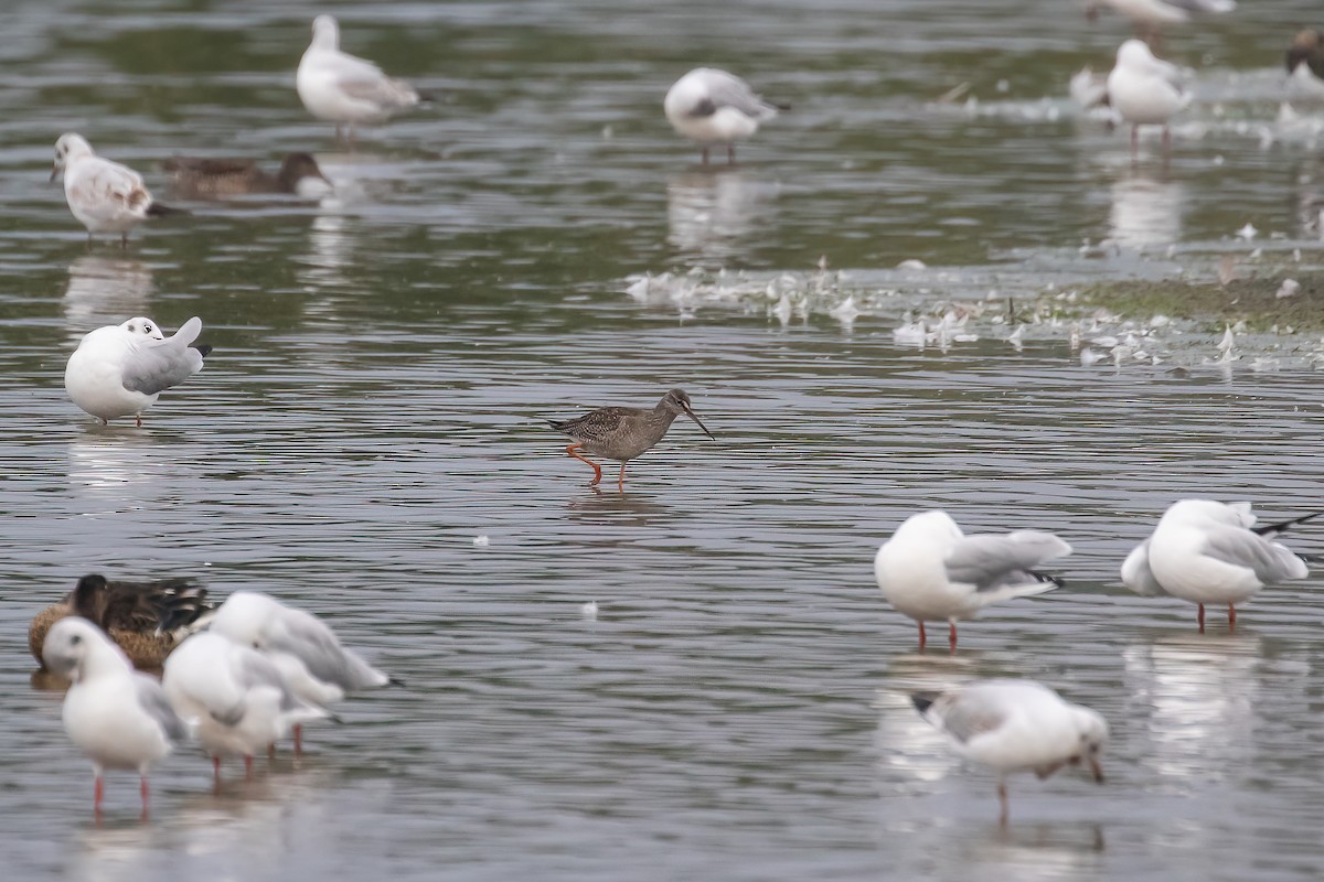 Spotted Redshank - Martin  Flack