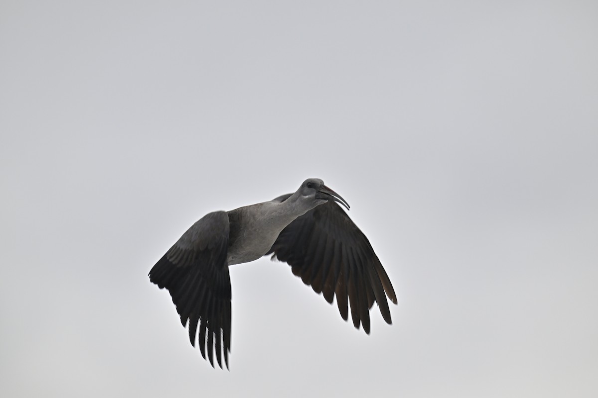 Hadada Ibis - ML623754800