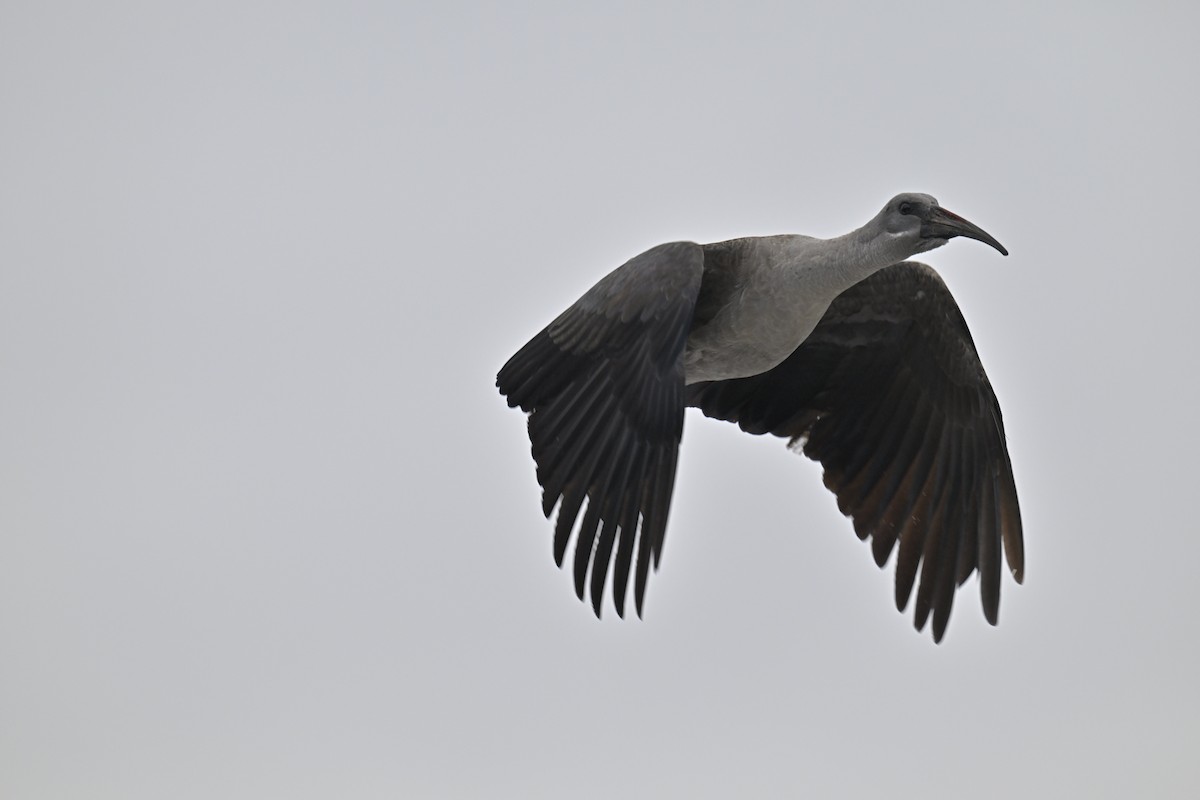 Hadada Ibis - ML623754801