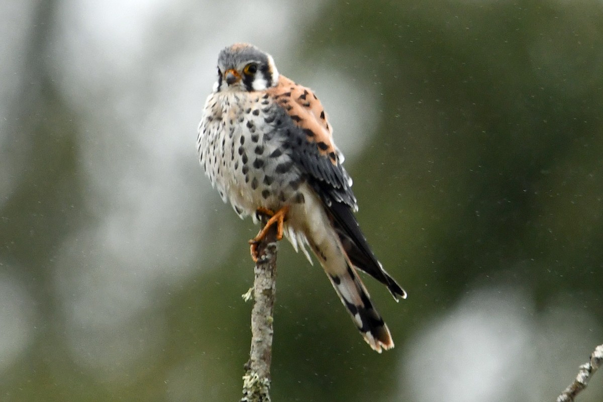 American Kestrel - ML623754802