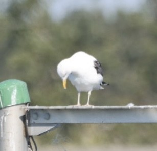 Great Black-backed Gull - ML623754817