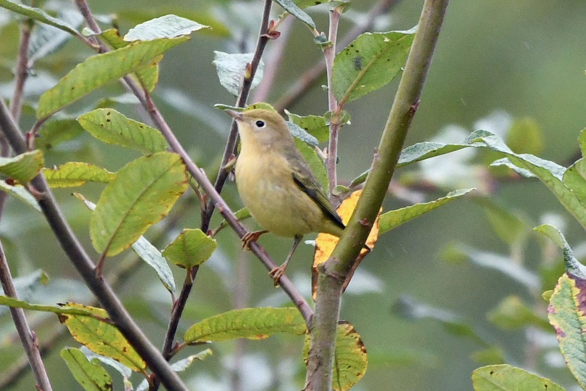 Orange-crowned Warbler - ML623754862