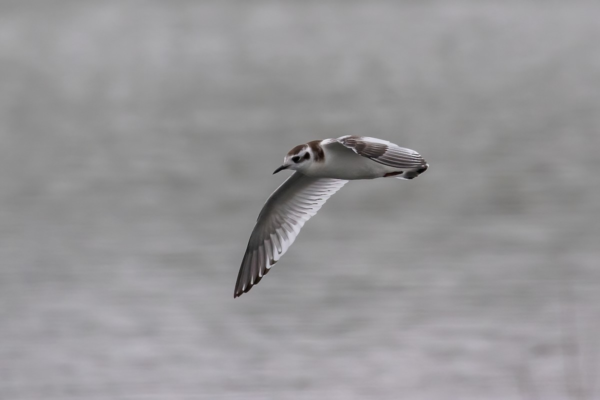 Mouette pygmée - ML623754873