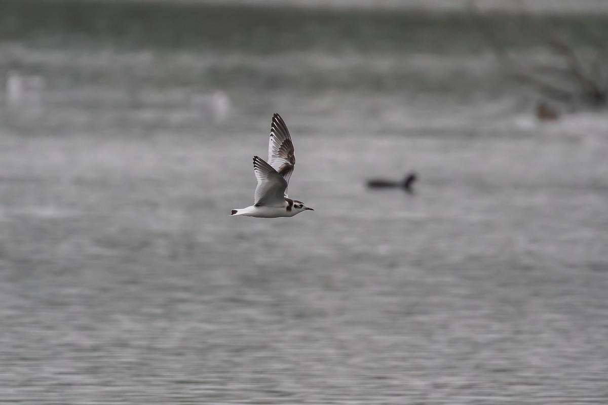 Mouette pygmée - ML623754874