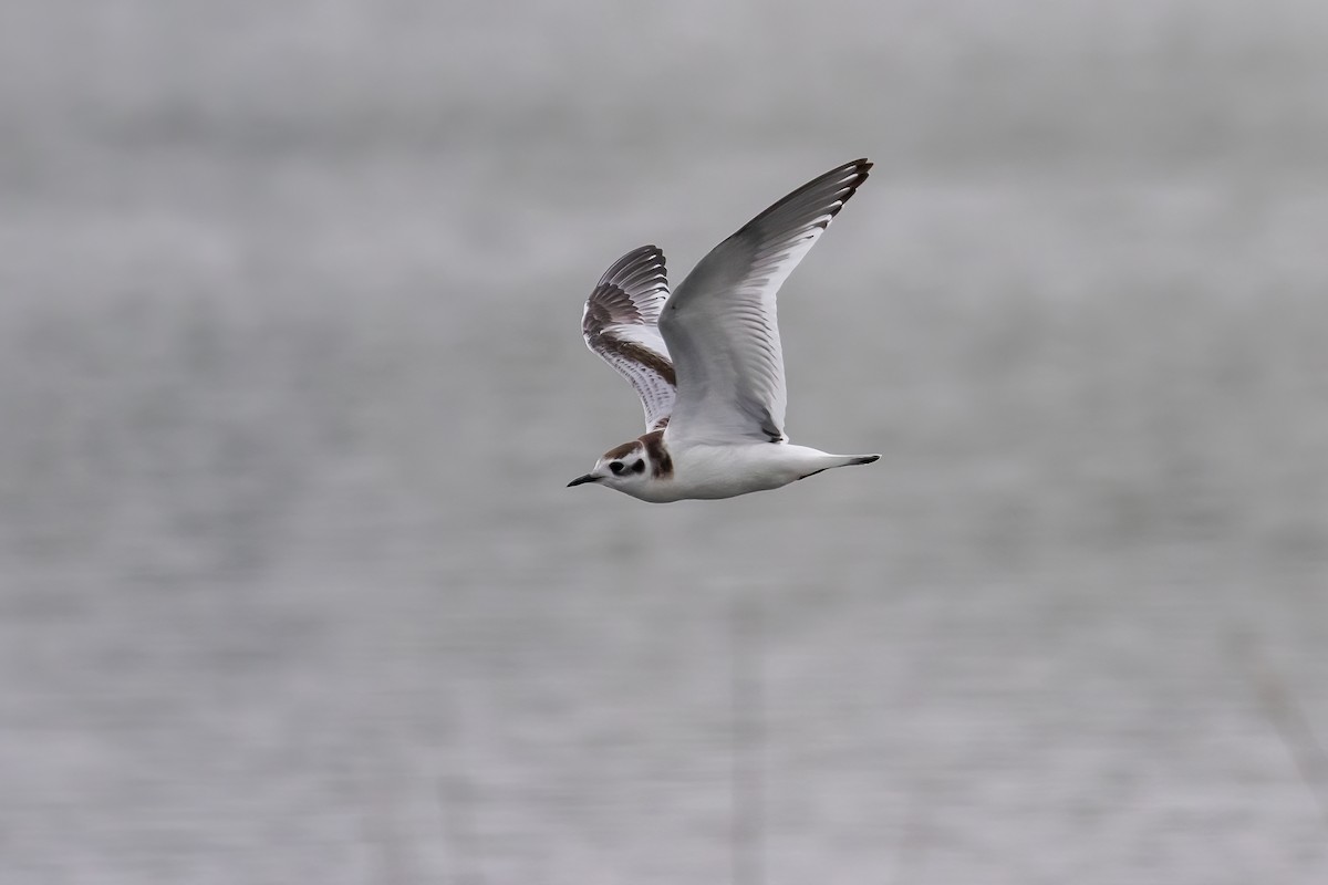 Mouette pygmée - ML623754875